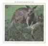 Kangaroos__J_