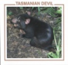 Tasmanian_Devils