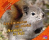 Los_animales_en_otono_Animals_in_Fall