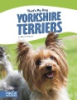 Yorkshire_terriers