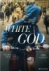 White_god