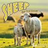 Sheep_on_the_Farm