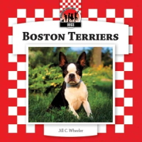 Boston_terriers