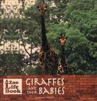 Zoo_life___giraffes_and_their_babies