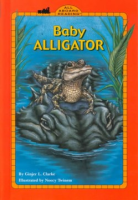 Baby_alligator