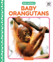 Baby_orangutans