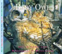 Baby_owls