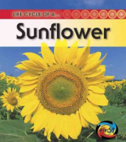 Life_cycle_of_a_sunflower