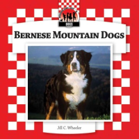 Bernese_mountain_dogs