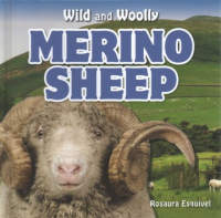 Merino_sheep