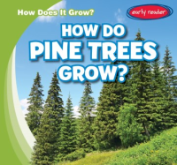 How_do_pine_trees_grow_