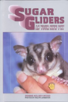 Sugar_gliders_as_your_new_pet