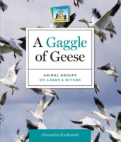 A_gaggle_of_geese
